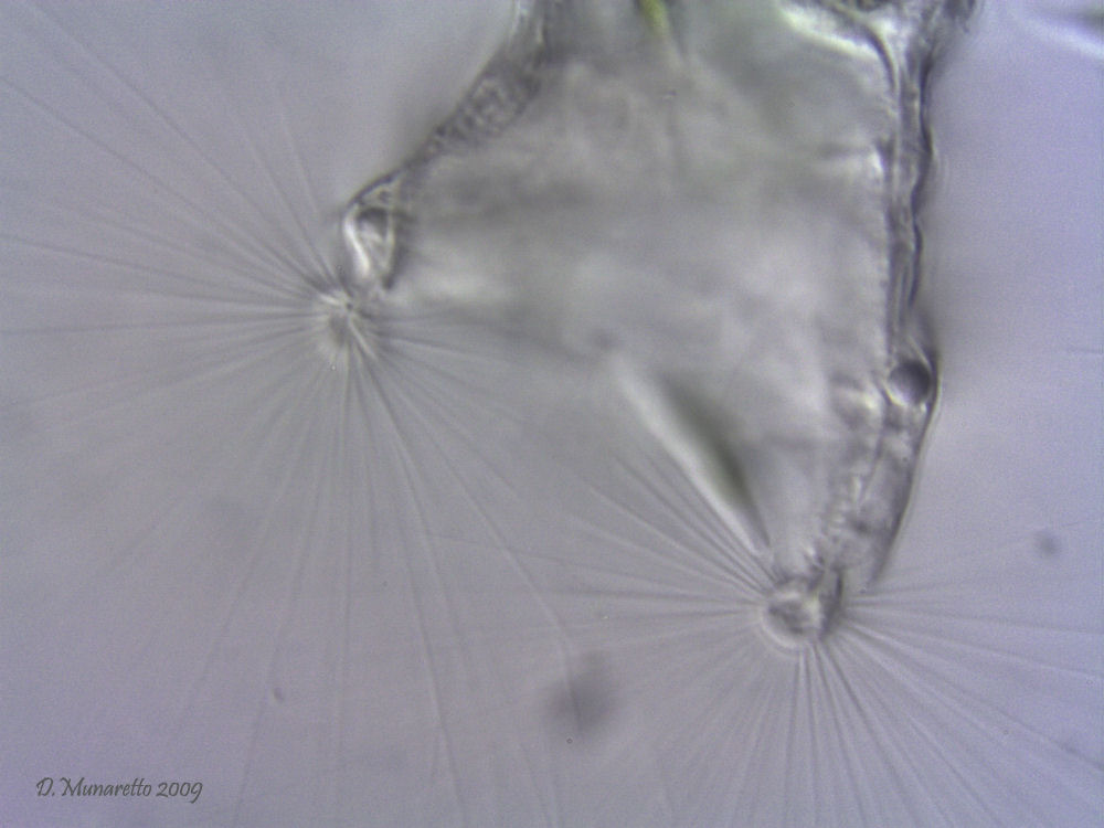 Collotheca...Testa, collo e pancia!